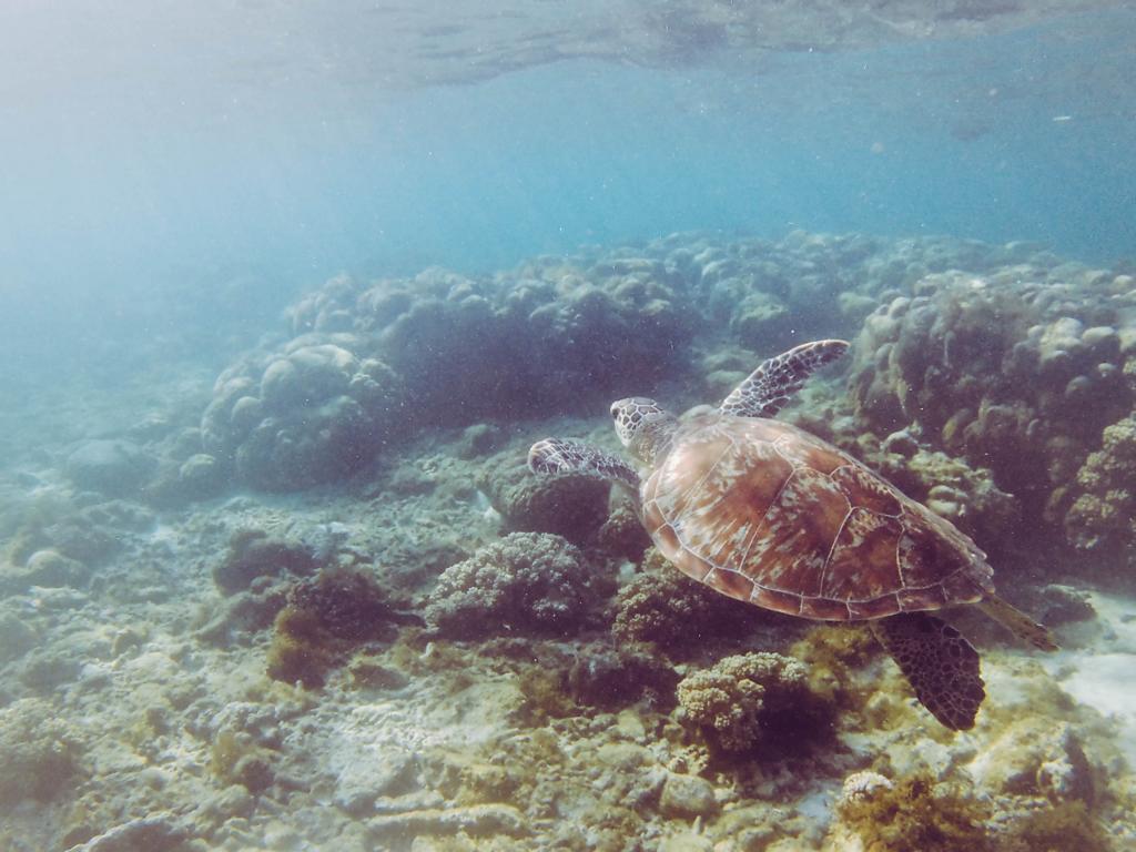 Turtle under water above corals