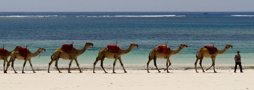Five camels lead by one man walking to the right on Diani Beach