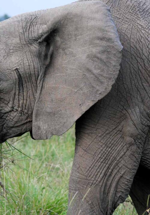 Elephant with tusks and grass in his mouth is walking towards the left